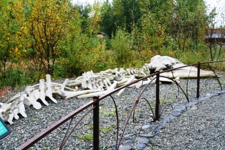Aleut - Alutiq - whale skeleton